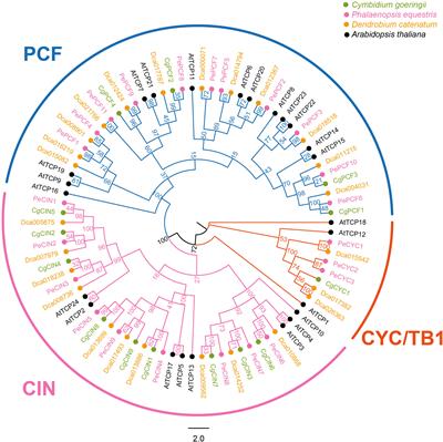 Genome-wide analysis of the TCP gene family and their expression pattern in Cymbidium goeringii